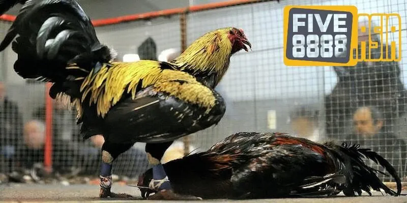 Đá gà FIVE88 rất chú trọng đến khâu tuyển chọn để tạo nên trận đấu mãn nhãn